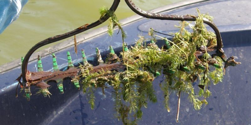 aquatic vegetation surveys weed