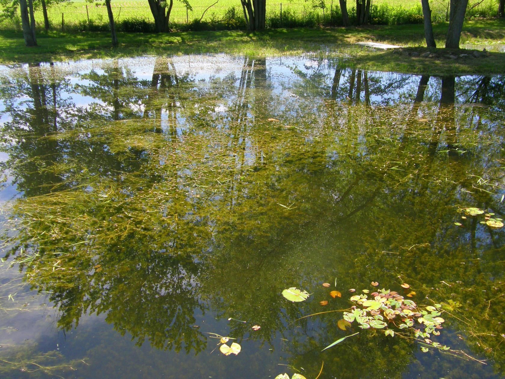 pond before pond cleaning by Aquatic Weed Control